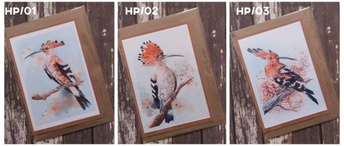 Hoopoe greeting card